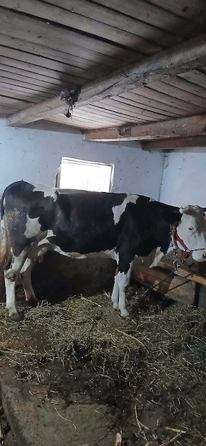 Vând vacă montată in 2 luni cu albastru belgian vaca are 6 ani bună de lapte . - imagine 4