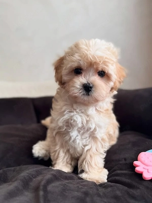 Maltipoo pui