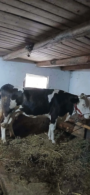 Vând vacă montată in 2 luni cu albastru belgian vaca are 6 ani bună de lapte . - imagine 3