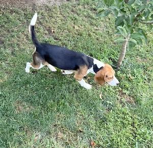 Beagle mascul 10 luni  - imagine 2