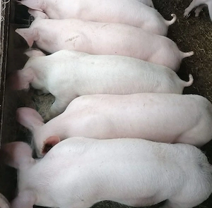porci castrați 