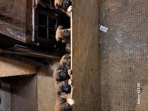 Plimbari caini plus light training gratuit - imagine 3