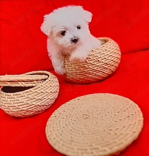 Bichonel maltez miny toy