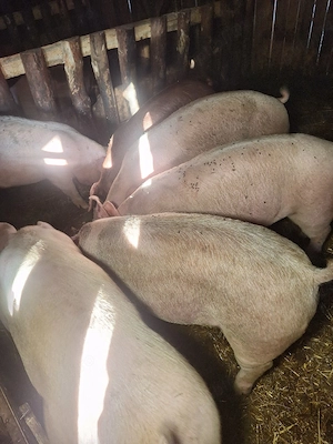 porci de vanzare 