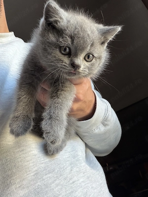 British Shorthair și Scottish Fold