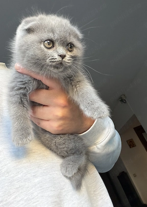 British Shorthair și Scottish Fold - imagine 2
