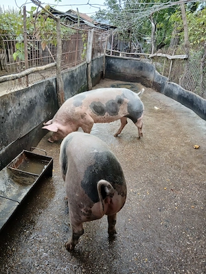 Porci de carne crescuti cu cereale din gospodarie proprie. - imagine 2