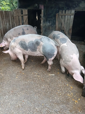 Porci de carne crescuti cu cereale din gospodarie proprie. - imagine 4