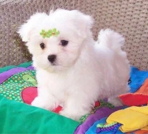 bichon maltez alb 2 luni toy