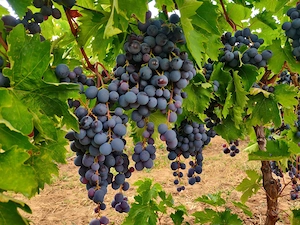 Struguri Hamburg vin 
