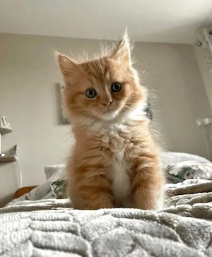 maine coon fetita si băiețel 