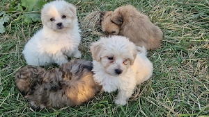 4 băieței și 3 fetițe Bichon maltez   - imagine 3