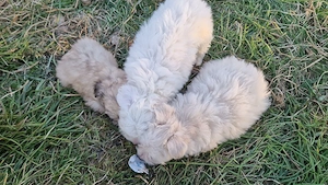 4 băieței și 3 fetițe Bichon maltez   - imagine 4