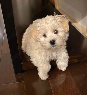 Maltipoo fetita si baietel - imagine 2