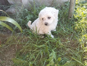 bichon maltez