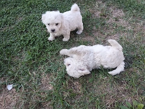 bichon maltez - imagine 2
