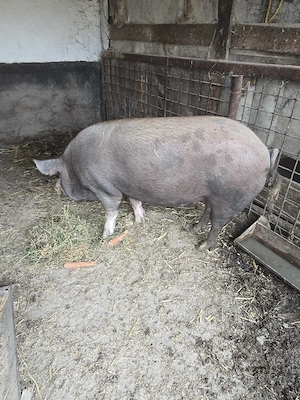 Se vinde porc 250 kg natural din rasa Duroc - imagine 3