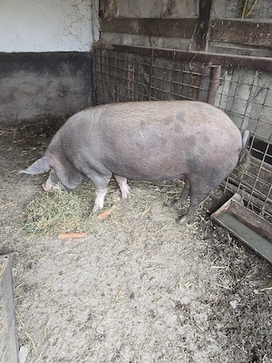 Se vinde porc 250 kg natural din rasa Duroc