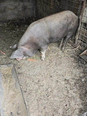 Se vinde porc 250 kg natural din rasa Duroc - imagine 4