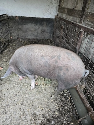 Se vinde porc 250 kg natural din rasa Duroc - imagine 2
