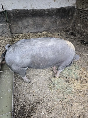 Vand porc rasa  Pietran de carne - 250 kg
