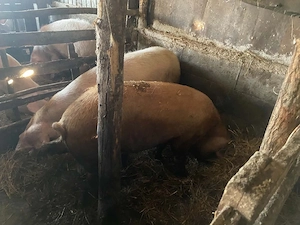 Porci mari 