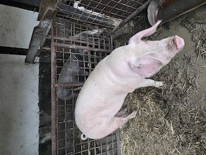 Porci rasa de carne - imagine 2