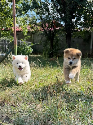 Pui Akita Inu  - imagine 4