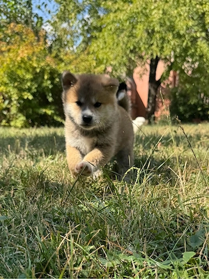 Pui Akita Inu 