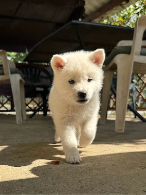 Pui Akita Inu  - imagine 3