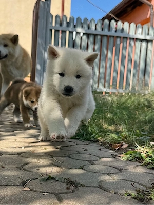 Pui Akita Inu  - imagine 2