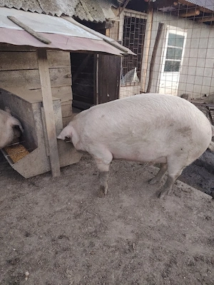 De vânzare porci mari - imagine 3