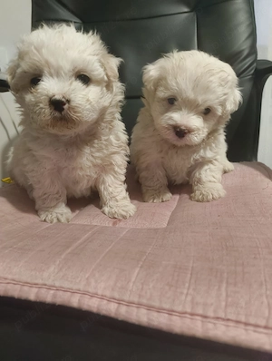 Bichon maltez frize disponibil 