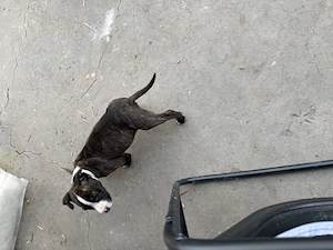 Pui amstaff baietel de vanzare - imagine 3