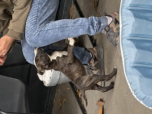 Pui amstaff baietel de vanzare - imagine 4