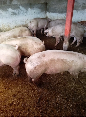 vand porci
