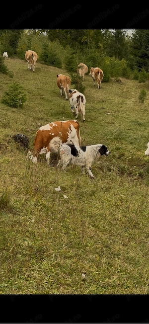 Femela ciobanesc de bucovina  - imagine 2
