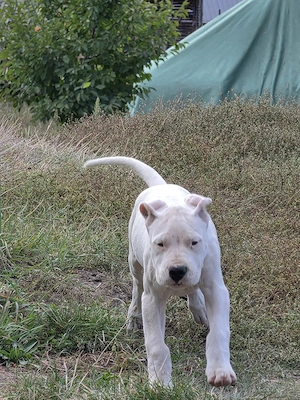 Dog Dogo Argentino - imagine 2