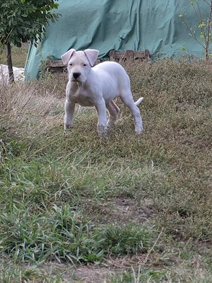 Dog Dogo Argentino - imagine 4