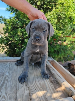 Cane corso disponibile  - imagine 3