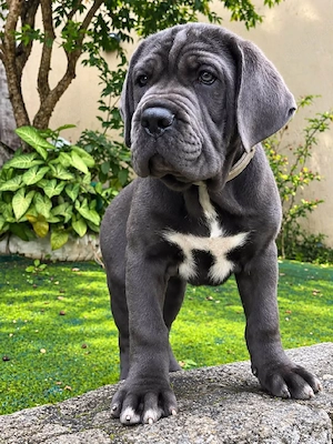 Cane corso disponibile 