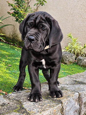 Cane corso disponibile  - imagine 2