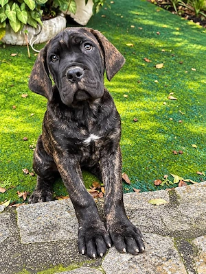 Cane corso disponibile  - imagine 4