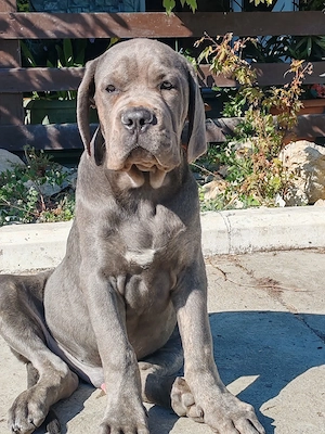 Cane corso disponibile  - imagine 5