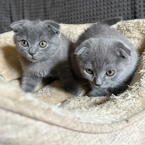 Pui scottish fold grey - imagine 3