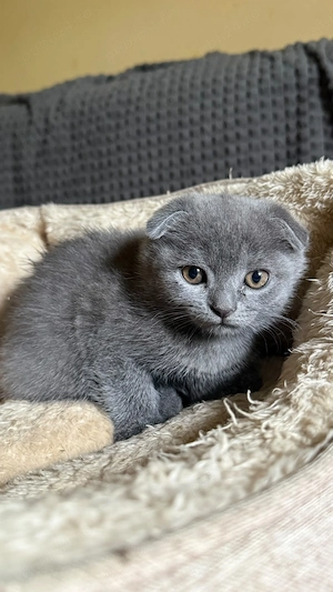 Pui scottish fold grey - imagine 4