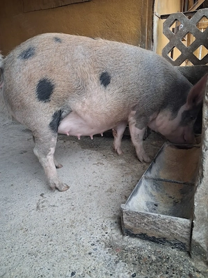 de vanzare scroafă  gestantă a doua fătare