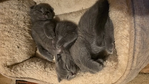 Pui scottish fold grey - imagine 5