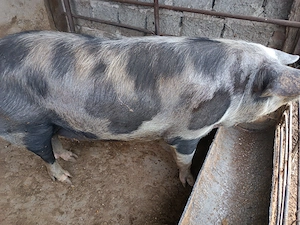 Porc de vânzare 