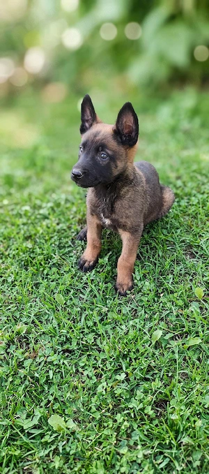 Pui Ciobanesc Belgian "Malinois" - imagine 3